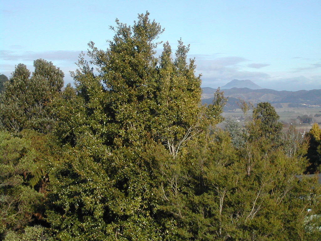 Crestwood Bed And Breakfast Whakatane Esterno foto